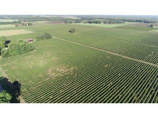 Van Buren County, Michigan Farmland - LAND AUCTION - 300+/- ACRES SPECIALTY CROP - GRAPES AND HOPS - OFFERED IN 8 TRACTS IN VAN BUREN COUNTY, MICHIGAN